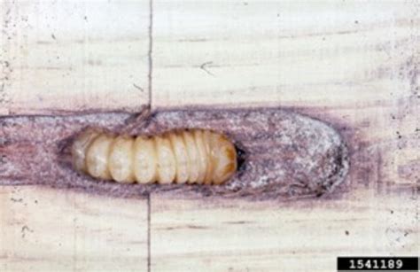 Locust borer - Agricultural Biology