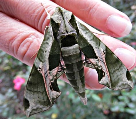 A pandora sphinx moth resting on my hand. | Sphinx, Rings for men, Moth