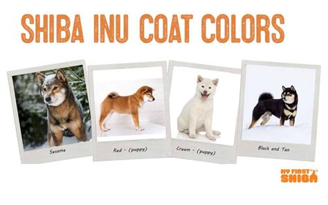 Do Shiba Inu Puppies Change Color