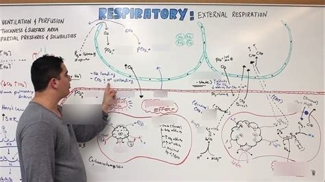 The Haldane effect Diagram | Quizlet