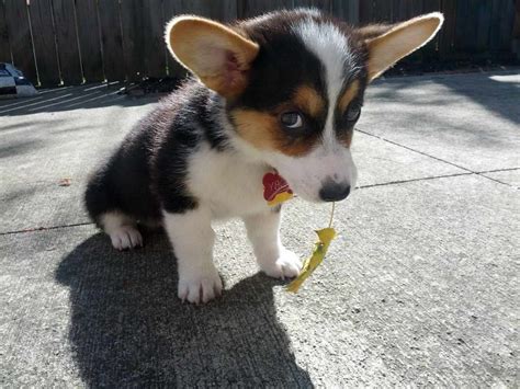 Corgi Rescue South Florida | PETSIDI