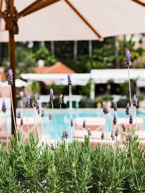 Pool at The Beverly Hills Hotel | Dorchester Collection