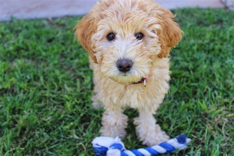 Labradoodle 1080P, 2K, 4K, 5K HD wallpapers free download | Wallpaper Flare