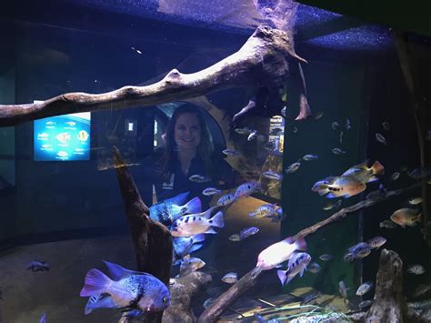 Newport Aquarium's new Freshwater Falls exhibit lets visitors see what lies below the surface ...