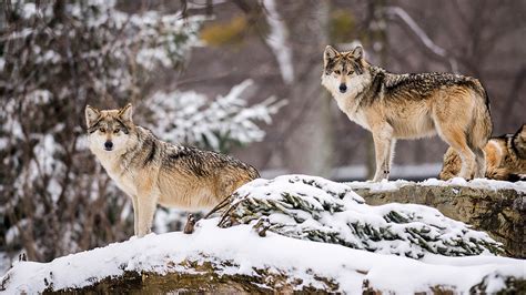 Endangered U.S. wolf denied new habitat, as critics charge that politics trumped science ...