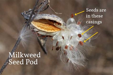 Milkweed Seeds