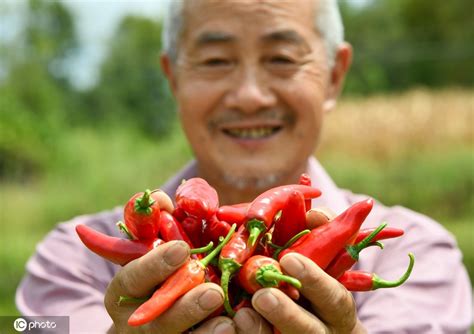 Zunyi in Guizhou province has been vigorously developing its chili industry, growing more than ...