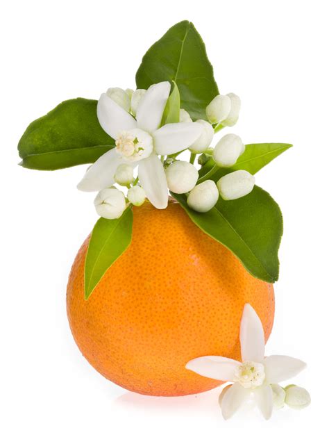 ScenTree - Orange Blossom Absolute (CAS N° 8030-28-2)