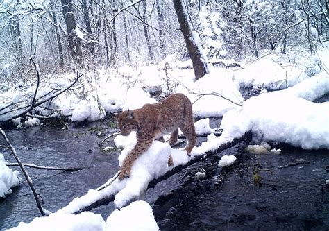 A Eurasian Lynx ~ Photo taken by Sergey Gashchak, at Chornobyl Center, Ukraine. How amazing that ...