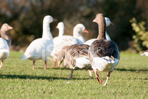 Greylag Goose Stock Photo | Royalty-Free | FreeImages