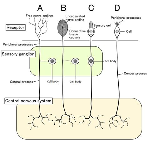 Sensation And Perception - Integrated MCAT Course