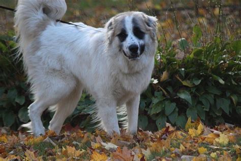 MARVIN great pyr/anatolian | Dog mixed breed, Great pyrenees, Breeds