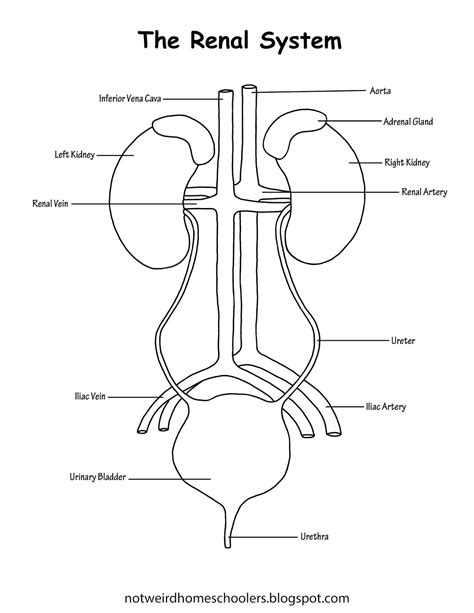 FREE HOMESCHOOLING RESOURCE!!! The Renal System Printable Worksheets