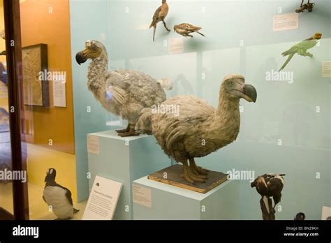 Dodo bird museum hi-res stock photography and images - Alamy