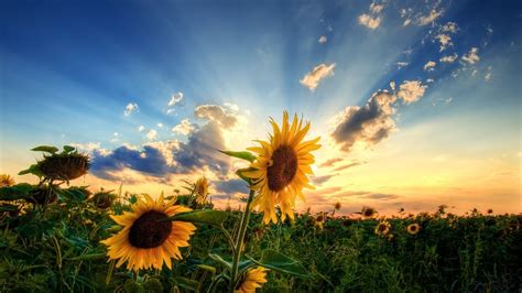 sunflowers, Sunrise, Sky, Clouds Wallpapers HD / Desktop and Mobile Backgrounds