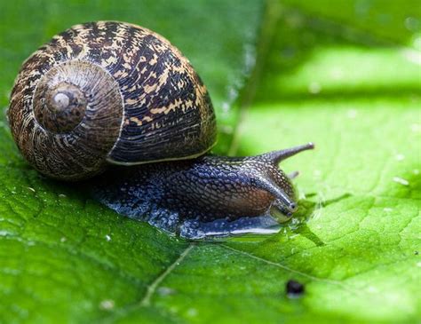 147 best images about Garden Snails on Pinterest | Garden insects, Drinking water and Mirror mirror