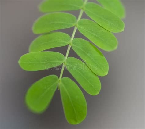 Green Bipinnate Leaves of White Babool Tree Stock Image - Image of bipinnate, tree: 187760449