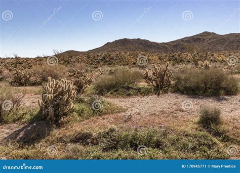 Southwest Desert Landscape with Desert Plants in Springtime, Camping, Hiking and Adventure in ...