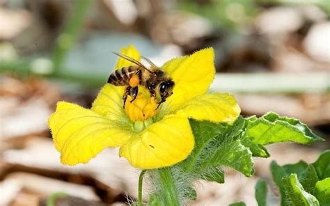 Frutas y hortalizas que dependen de las abejas para su polinización - Diario de Gastronomía ...