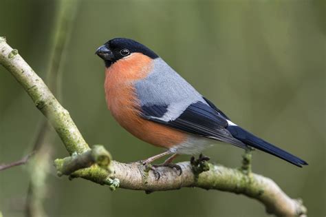 https://flic.kr/p/DiQxTL | Bullfinch | Male Bird Pictures, Pretty Pictures, Love Birds ...