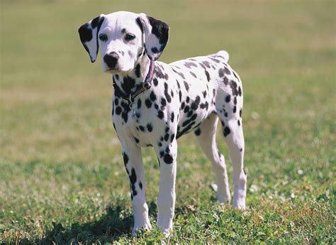 Dalmatian | Natural History