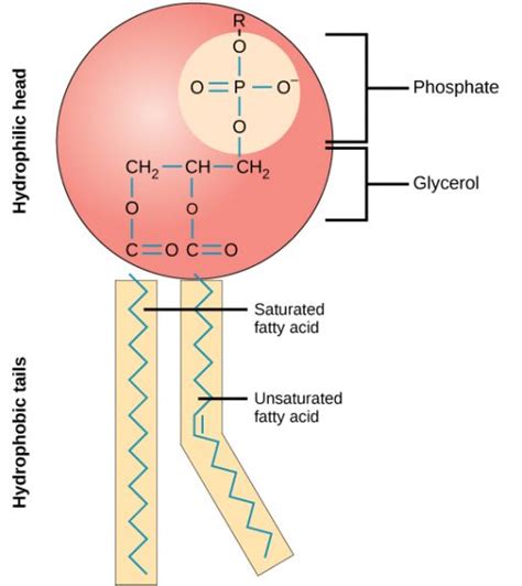 Amphipathic - Definition and Examples - Biology Online Dictionary