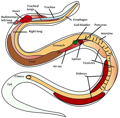 Male Snake Anatomy