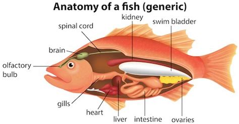 Why My Betta Fish is Laying On One Side | ZenAquaria