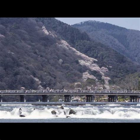 Arashiyama Cherry Blossoms (Arashiyama, Uzumasa|Spring) - LIVE JAPAN