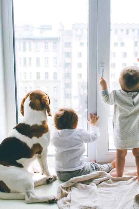 7 Dog Breeds That Are Perfect for Homes with Children