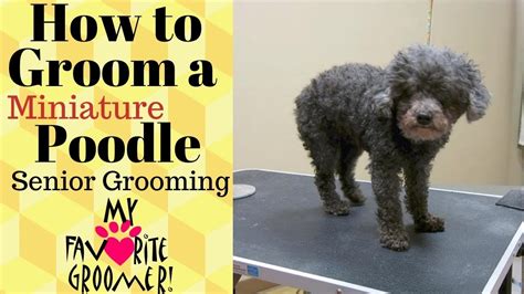 How to Groom a Poodle - YouTube