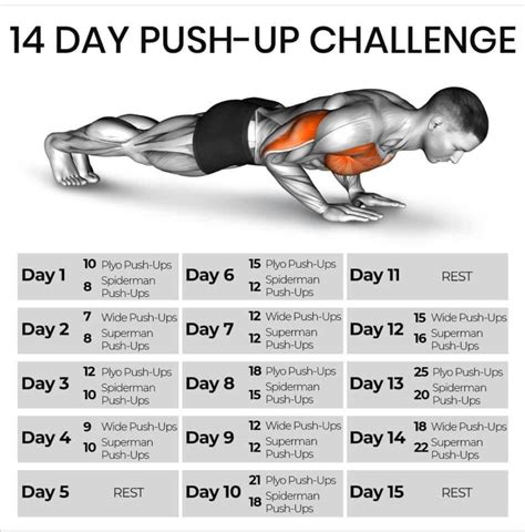 Push Up Muscles Worked