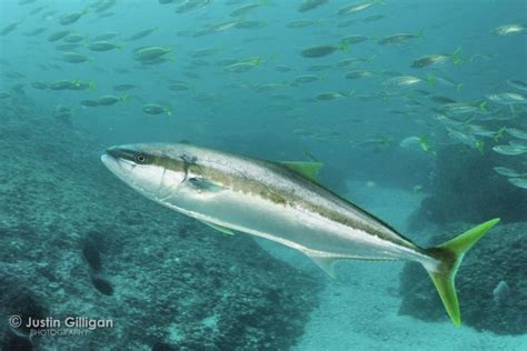 Seriola lalandi - southern yellowtail amberjack, yellowtail kingfish, great amberjack ...