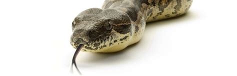 Snake Senses - Snake Facts and Information