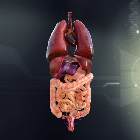 3d model human female internal organs