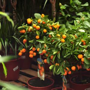 Tips For Growing Citrus Trees Indoors