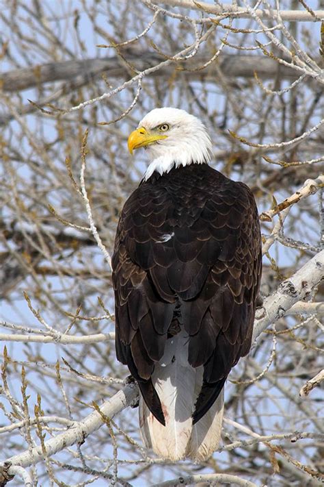 Places to see bald eagles in Utah