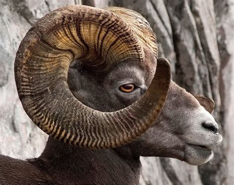 Rocky Mountain Bighorn Sheep, full curl on its magnificent horns. [bing photo] | Big horn sheep ...