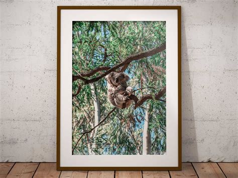 Sleeping Koala Australian Native Wildlife Photography Print - Etsy Australia