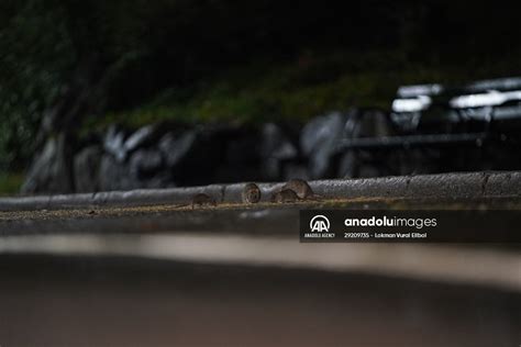 NYC Rat Sightings Higher Than Ever Before | Anadolu Images