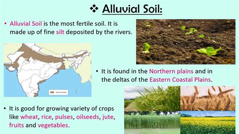 Alluvial Soil Crops