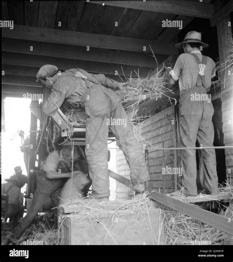 Threshing wheat by hand Black and White Stock Photos & Images - Alamy