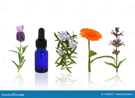 Aromatherapy Herbs and Flowers Stock Image - Image of herbs, healthy ...