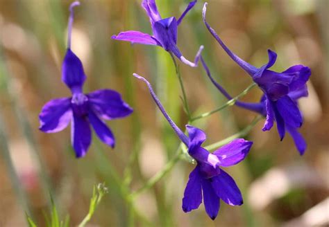 Larkspur Flower Meaning In Telugu | Best Flower Site