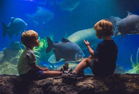 Hotels Alba Tampa | Blog | See your favorite animals at the Florida aquarium