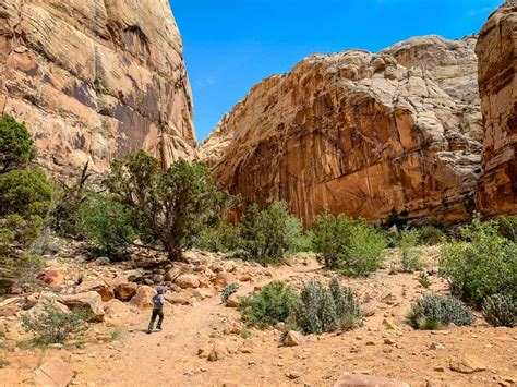 Hiking the Capitol Gorge Trail in Capitol Reef National Park - Family Can Travel