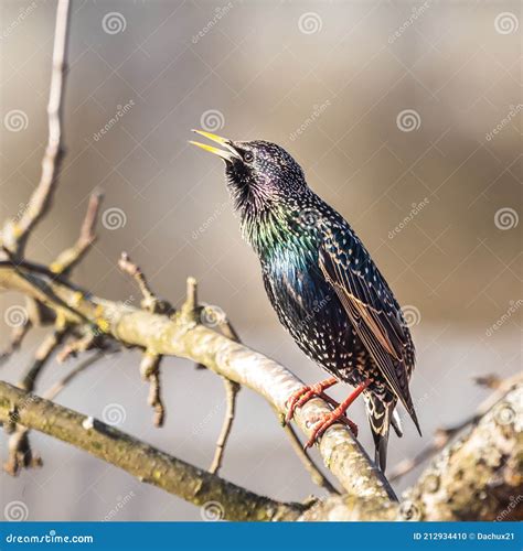 A Beautiful Common Starling Nesting in the Garden. Starling Singing and ...