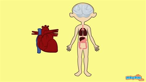 Circulatory System Animation For Kids