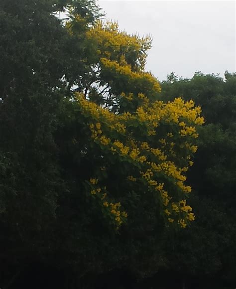 Yellow Poinciana - Universal Landscape, Inc.