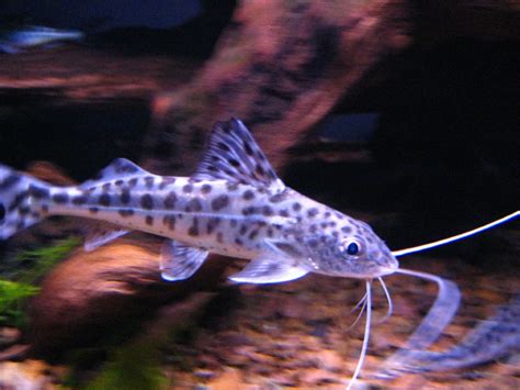 Freshwater Aquarium Fish With Whiskers - Beun Aquarium Fish